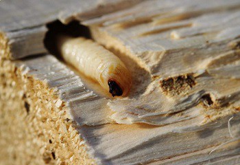 Houtworm bestrijden Houtworm bestrijden